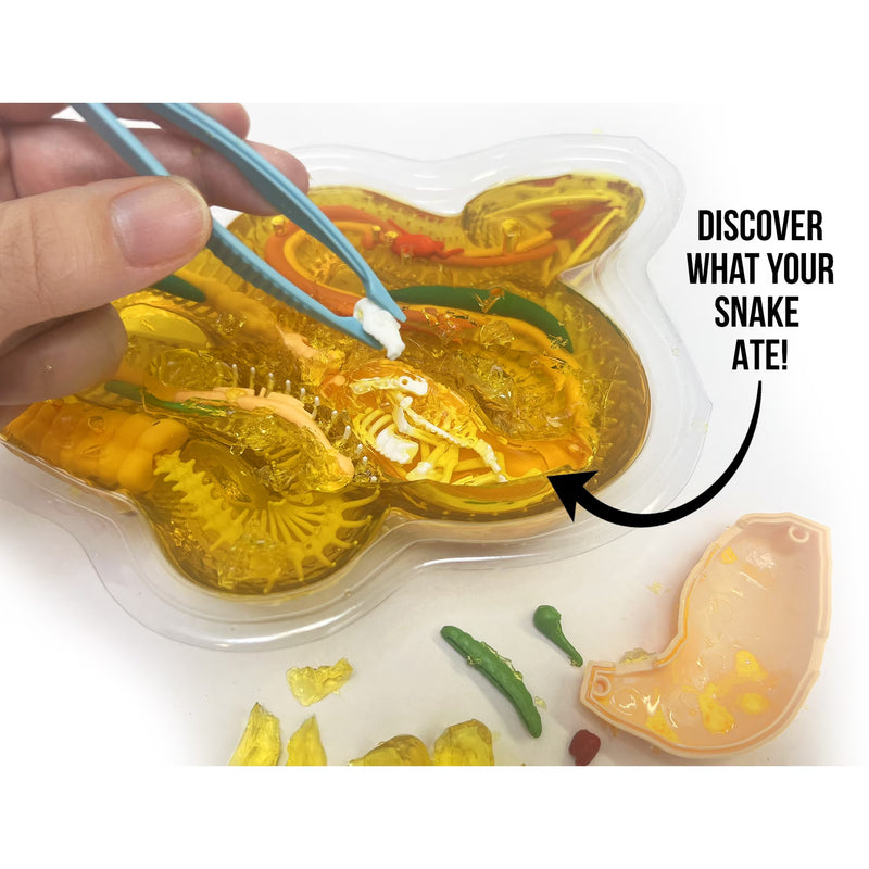 Dissect It Rattlesnake Super Lab Dissection Kit for Kids, Snake Anatomy STEM Science Kit, Ages 6+