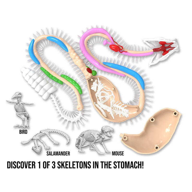 Dissect It Rattlesnake Super Lab Dissection Kit for Kids, Snake Anatomy STEM Science Kit, Ages 6+